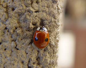 Coccinella